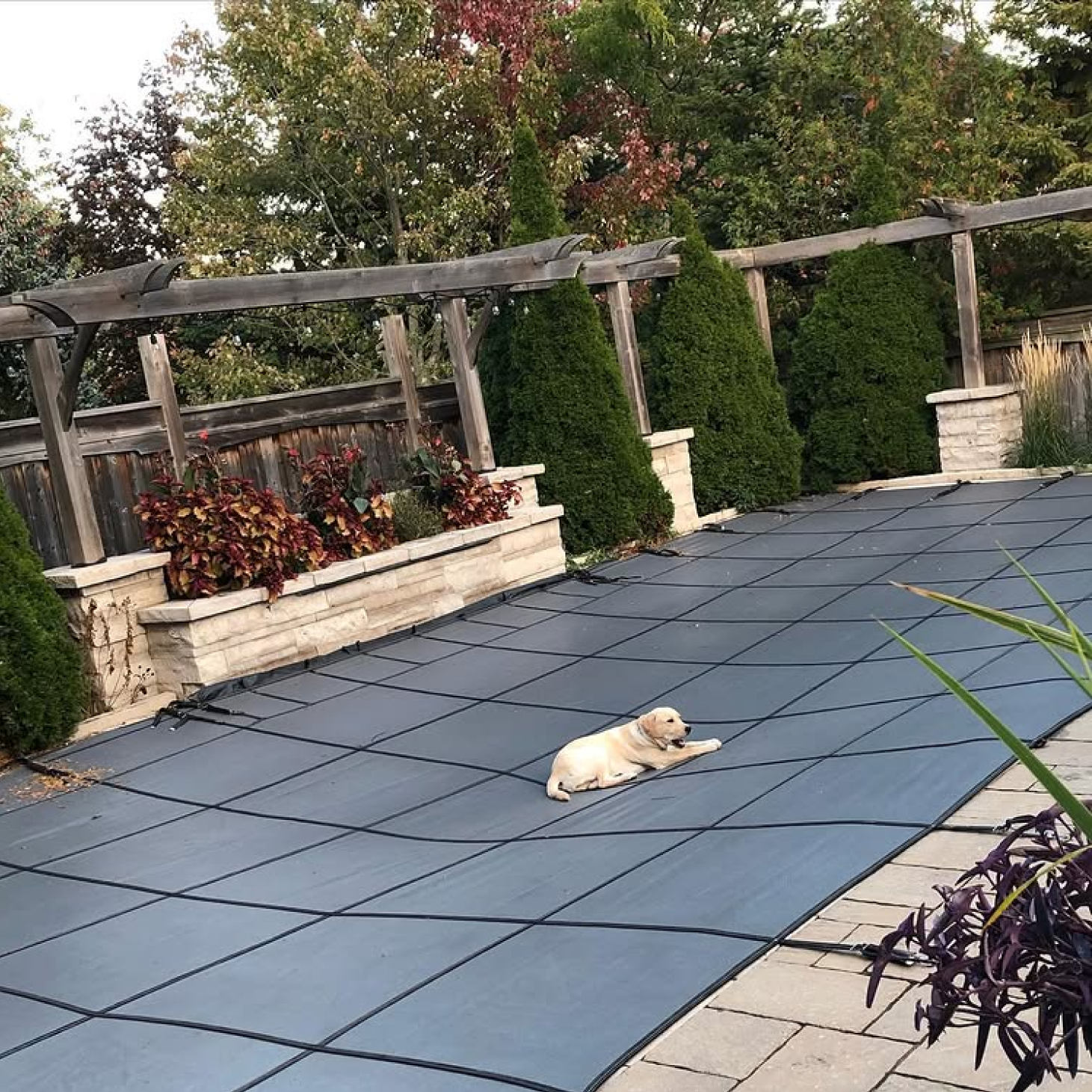 A backyard with a covered pool with a dog on the cover
